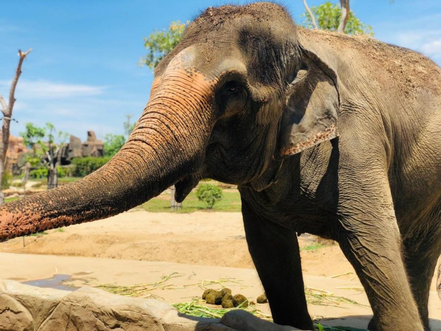 tour-du-lich-gia-re-vinpearl-nam-hoi-an- (3)