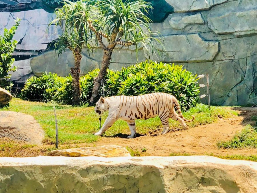 tour-du-lich-gia-re-vinpearl-nam-hoi-an- (4)